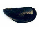 mussel