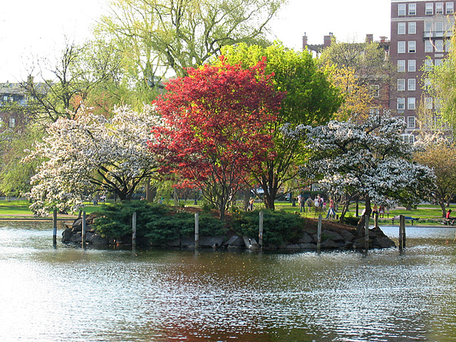 an island at the commons