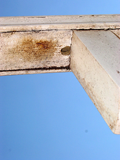 carpenter bee hole