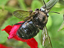 carpenter bees