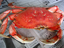 crab at redondo beach