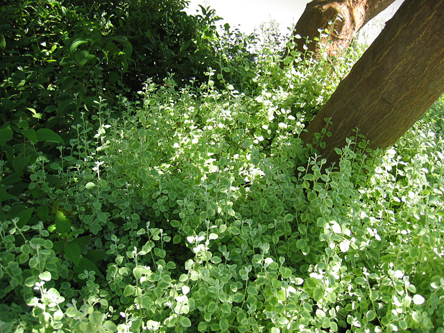 some of the ground cover