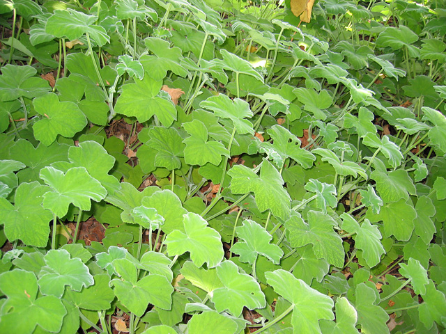 more ground cover