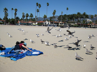 birds at the beach