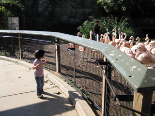 miranda looking at flamingos