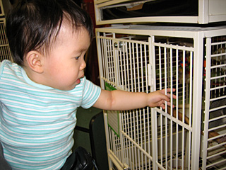 miranda sticking her fingers in the bird cage
