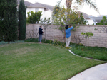 Pruning Trees in the Backyard