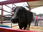 Close-up of the Bull