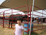 Miranda and the Bull