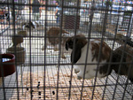 Rabbits at the OC Fair