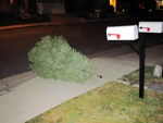 Tree on the Curb
