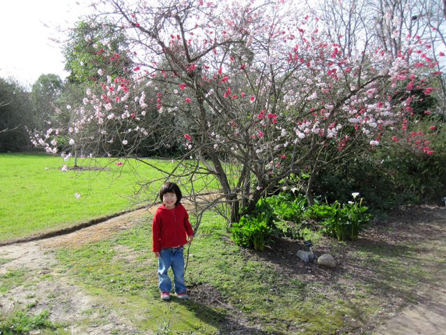 Miranda and the Peach Tree