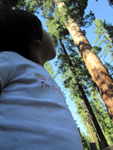 Miranda Looking at Sequoias
