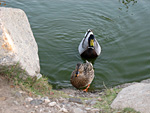 Ducks at the Park