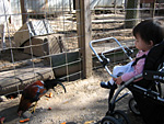 Eleanor Looking at a Chicken