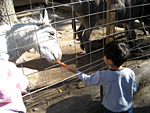 Feeding Donkeys