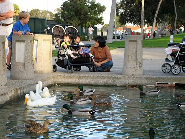 Seeing Ducks