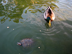 Duck and Turtle
