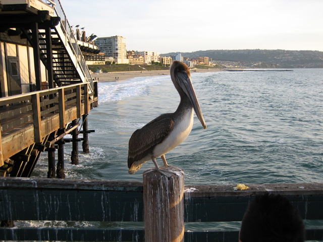 Pelican