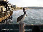 Pelican