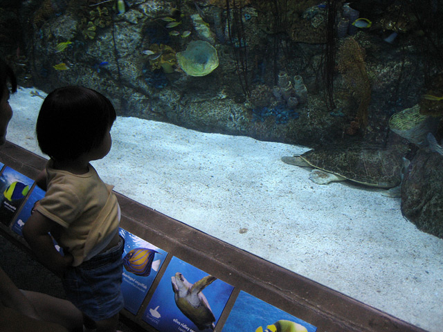 Eleanor and the Turtle