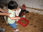 Miranda Petting a Calf