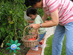 Picking Tomatoes