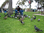 Feeding Birds