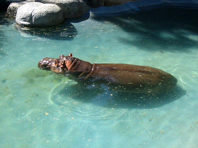 Hippo