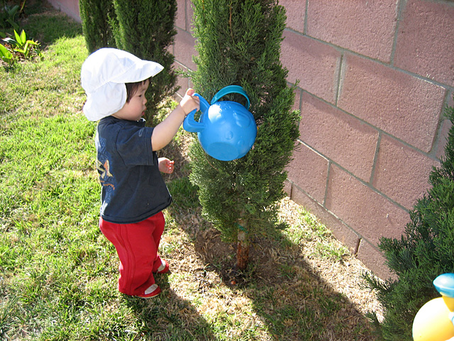 Miranda Watering a Cypress