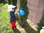 Miranda Watering a Cypress