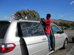 Tying the Christmas Tree