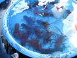 Pacific Lobsters