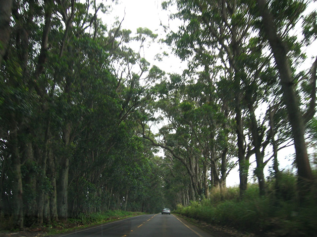 Eucalyptus Tree Tunnel