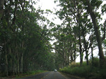 Eucalyptus Tree Tunnel