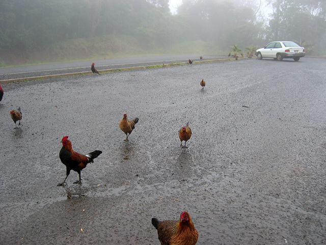 Roosters in the Rain