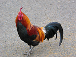 A Rooster