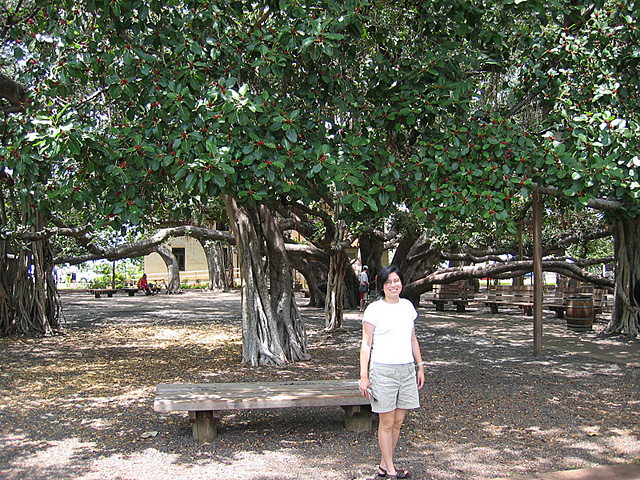 a banyan tree