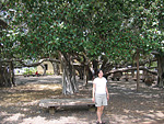 a banyan tree