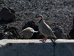 chukars