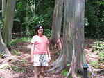 rainbow eucalyptus