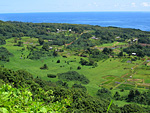 taro fields