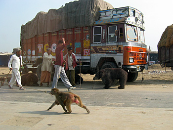 a bear and a monkey