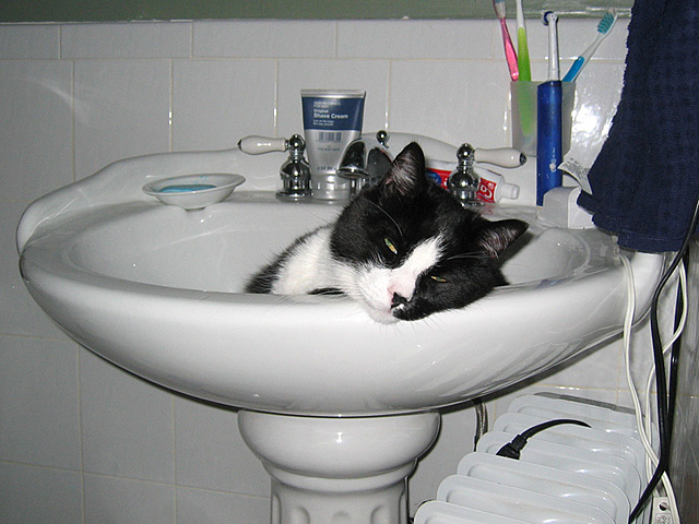 cat in the sink