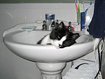 cat in the sink