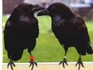 ravens