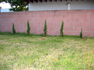 cypresses