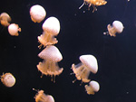 Jellyfish