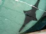 Sawfish