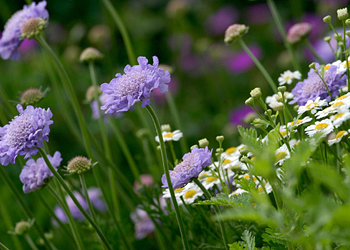 scabiosa